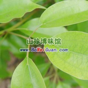 正宗优质纯野生樟树叶