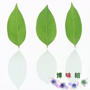 牛樟树叶 图片合集图片