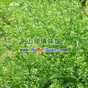 优质地米花纯野生荠花