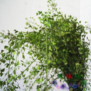 优质地米花纯野生荠花