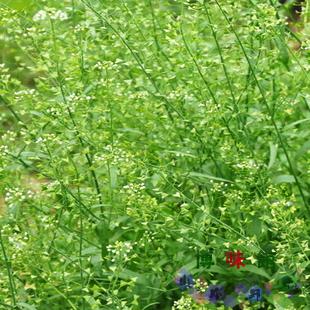 优质地米花纯野生荠花