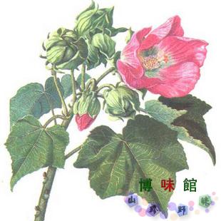 芙蓉胡李花木棉芙蓉叶