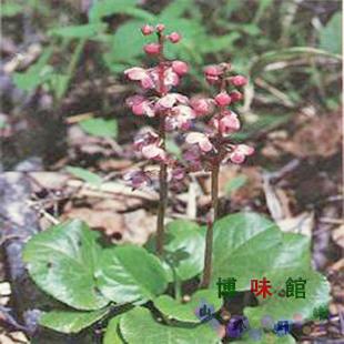 鹿蹄紫背金牛草鹿衔草