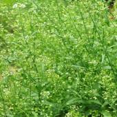 优质地米花纯野生荠花