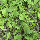 牛挣藤本宽筋藤干舒筋藤