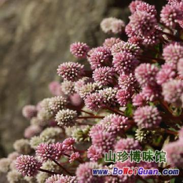 【头花蓼】尿道感染 肾盂肾炎 匍匐草本【功效