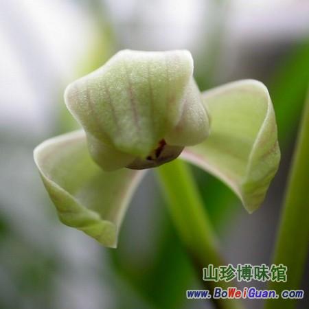 马尾连的功效_马尾草的功效_马尾松针的功效