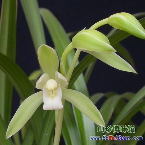 马尾连的功效_马尾草的功效_马尾松针的功效