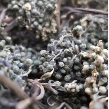 人参花茶人参花蕾茶八年人参花
