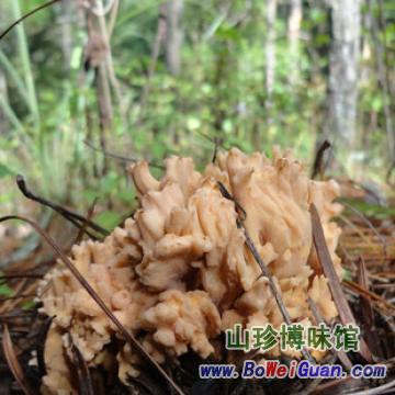 珊瑚菌 云南野生扫把菌鹿茸菌