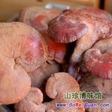 【血灵芝】天然野生灵芝血灵芝草【功效作用 购买价格