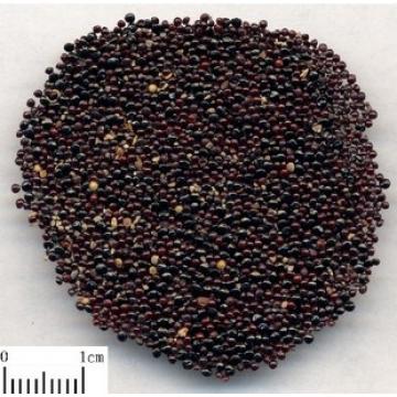 青箱子正宗牛尾花子