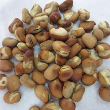 新疆唇齿留香精品蹦豆