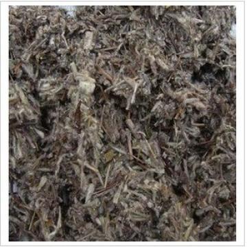 火绒草老头草薄雪草干