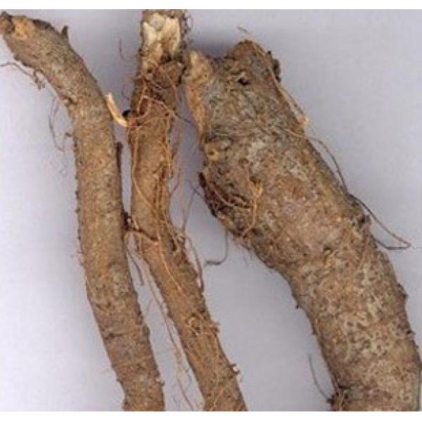 苎麻根李根苎根苎麻头