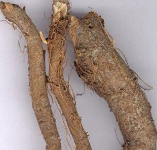 苎麻根李根苎根苎麻头