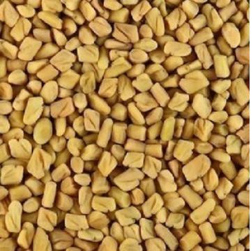 葫芦巴籽芦巴子香草籽