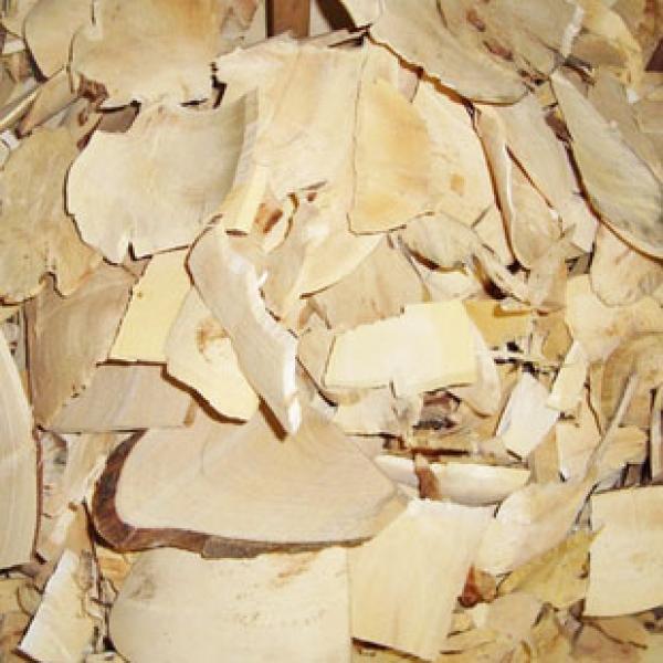 正宗白背根野生白背根