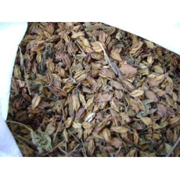 梧桐花山梧桐臭梧桐花