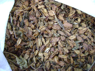 梧桐花山梧桐臭梧桐花