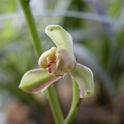 马尾连正宗黄连马尾连