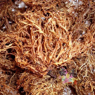 树皮菜云南大理树花菜