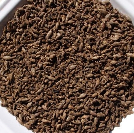 精选高品质蚁蛉幼虫干