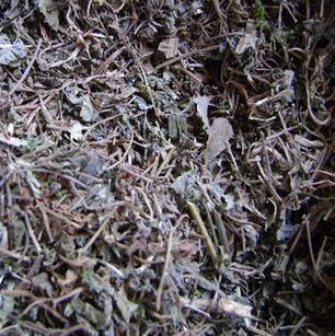 野花生荷猪草铃铃草干