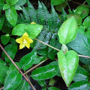 金钱草过路黄野生金钱草