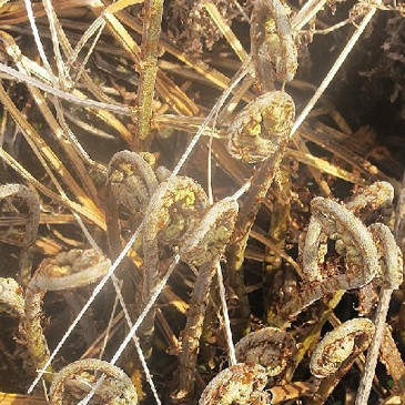 东北野生山野菜猴子腿