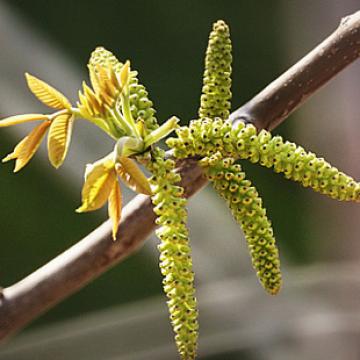 核桃花生态核桃花菜野菜龙须菜