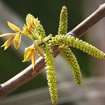 核桃花生态核桃花菜龙须菜