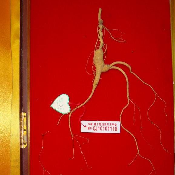 正宗林下参礼盒山参礼盒