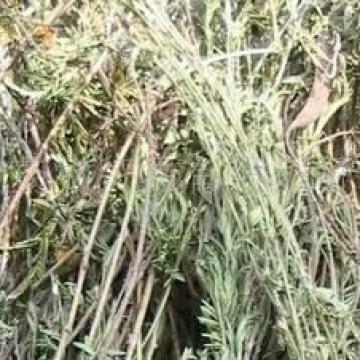 野生草含羞决明软肝草干