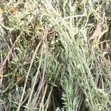 野生草含羞决明软肝草干