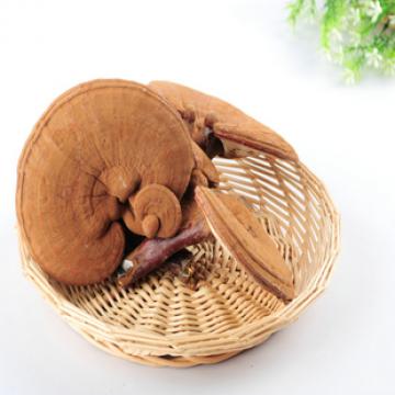 木灵芝原生态野生灵芝