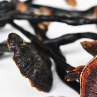 东北灵芝精选野生灵芝草