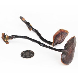 东北灵芝精选野生灵芝草