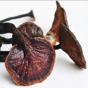 东北灵芝精选野生灵芝草