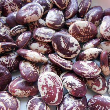 正宗韶关花豆肾豆花豆干