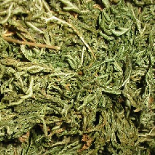 石上柏深绿卷柏龙鳞草