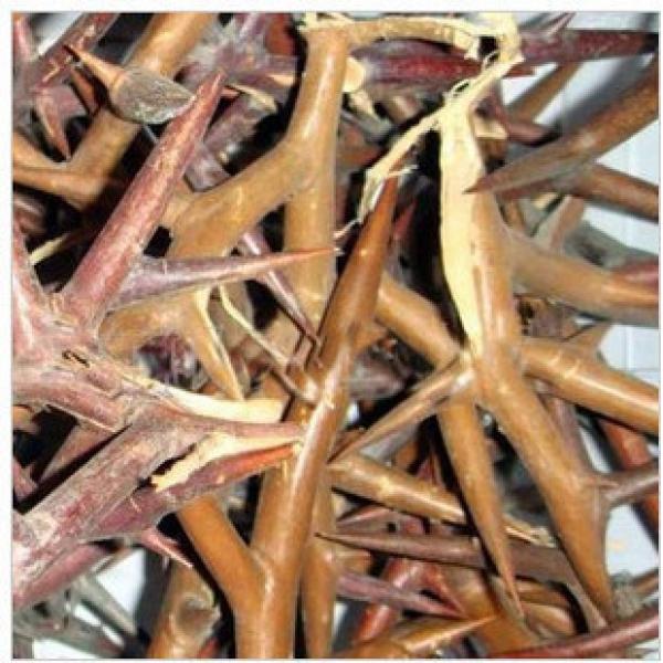 皂角刺精选皂角针皂针皂刺干品