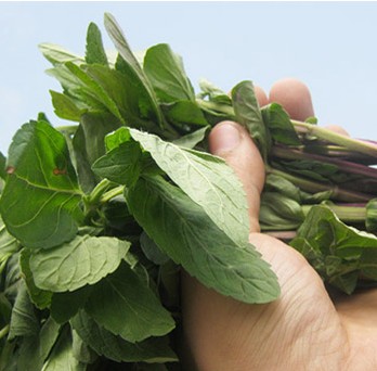 精选薄荷叶野生薄荷叶茶