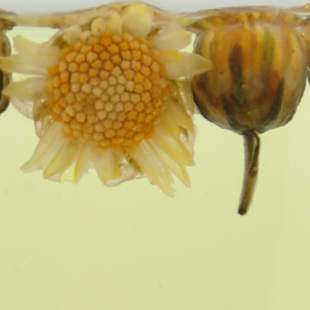 野生菊米花茶遂昌菊米花