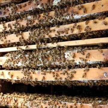 花蜜蜂蜜精选纯蜜结晶椴树花蜜