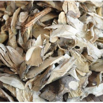 云南毛冬青根野生毛冬青根