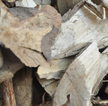 云南毛冬青根野生毛冬青根