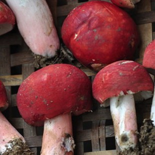 红菇野生菌精选野生红菇