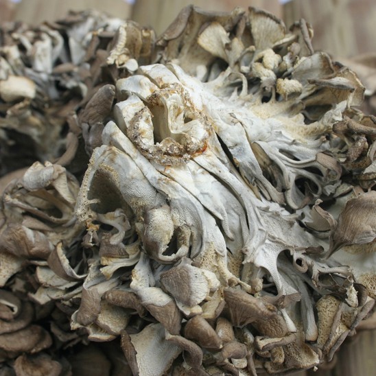 灰树花菌浙江庆元灰树花