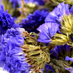 精选勿忘我天然勿忘我花